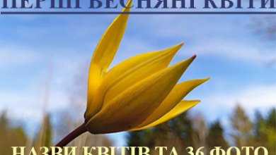 Перші весняні квіти: назви, короткий опис, фото (36 слайдів)