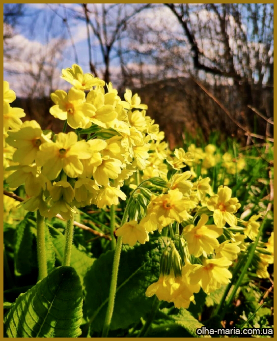 Первоцвіт весняний