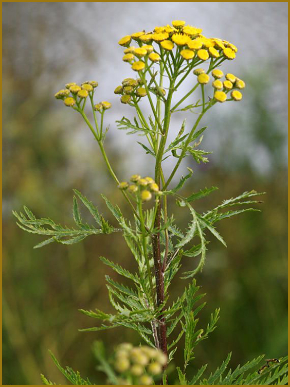  Фармакологічні властивості Tanacetum vulgare L.