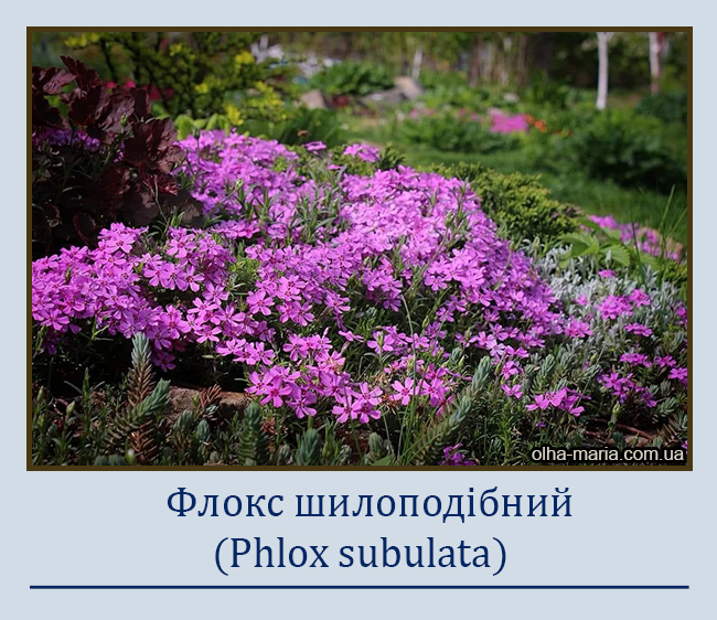 Флокс шилоподібний (Phlox subulata)