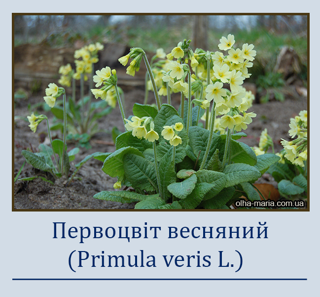 Первоцвіт весняний (Primula veris L.)