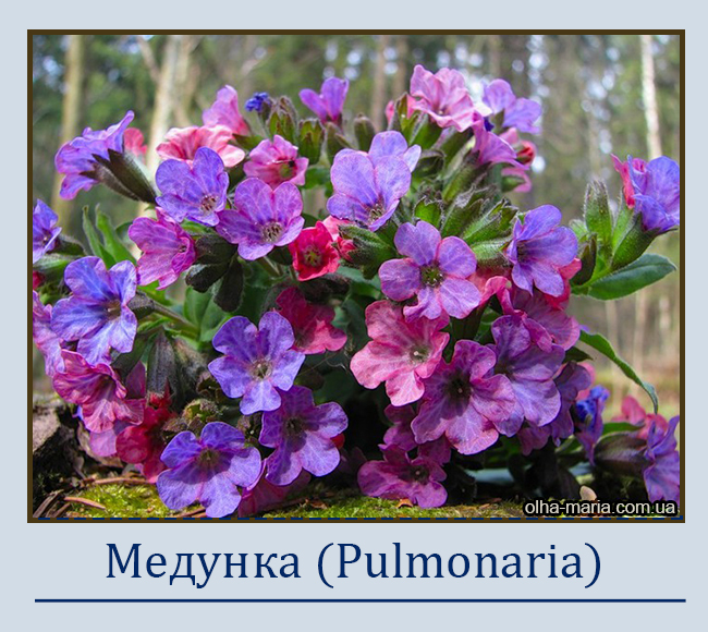 Медунка (Pulmonaria)