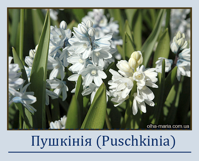 Пушкінія (Puschkinia)