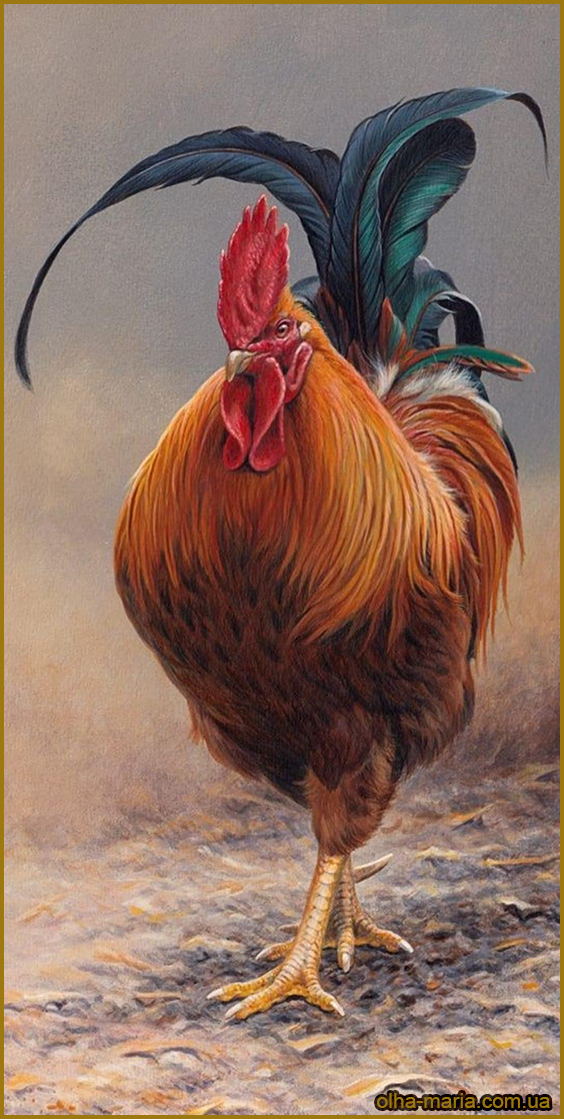 Півень Півень. Малюнок