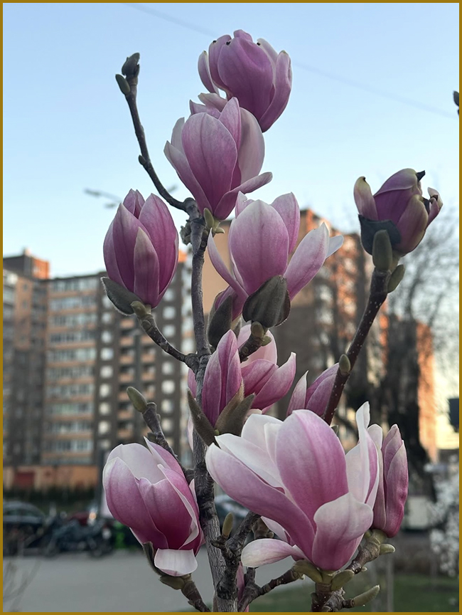 Квітуче дерево рожевої магнолії (фото)