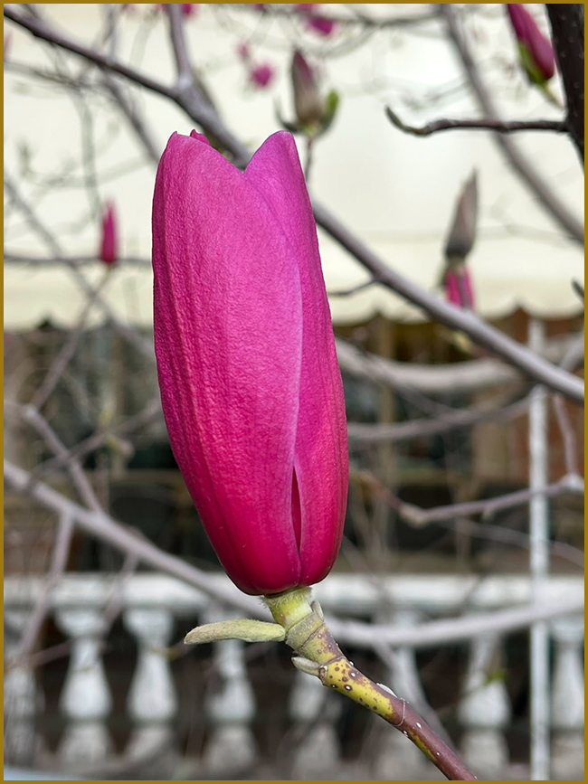 Бутони рожевої магнолії (magnolia) готуються до розквіту.