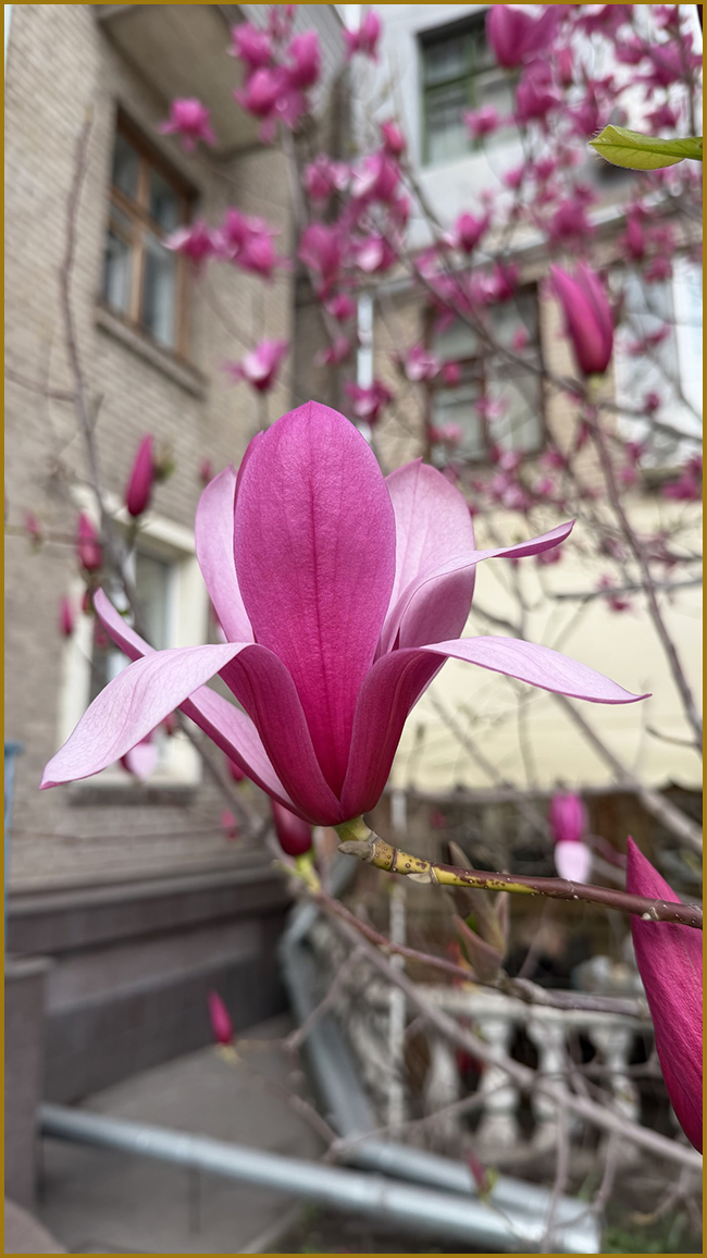 Чарівні квіти рожевої магнолії (magnolia).