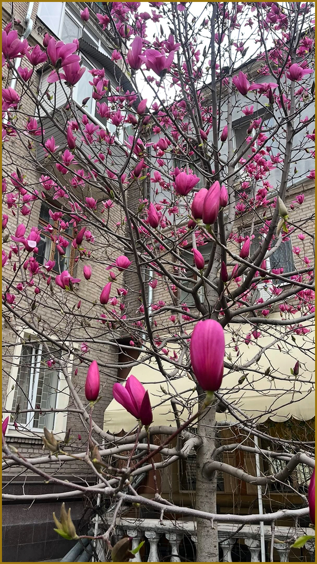 Велике дерево рожевої магнолії в ландшафтному дизайні біля будинку. Фото