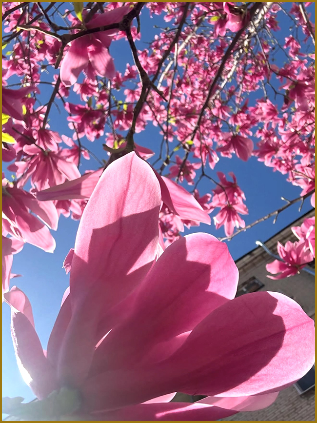 Квітуча рожева магнолія як центральний елемент саду.