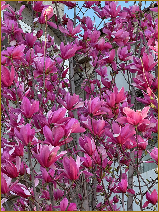 Яскраво-рожева магнолія в ошатному цвітінні.