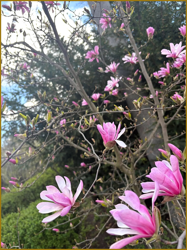 Рожева магнолія фото. Дерево рожевої магнолії розквітло в березні.