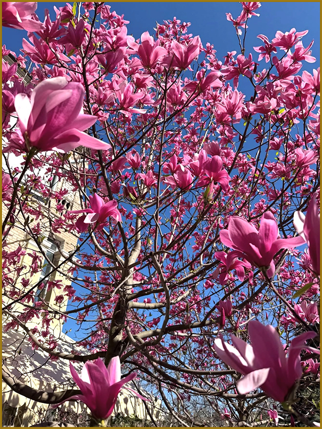 Рожева магнолія. Пишне дерево рожевої магнолії ранньою весною