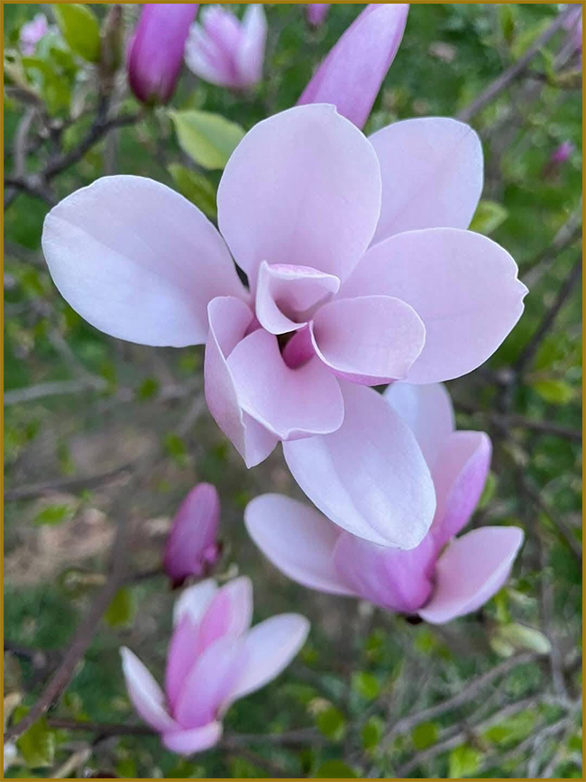 Рожева магнолія. Найкращі професійні фото рожевої магнолії.