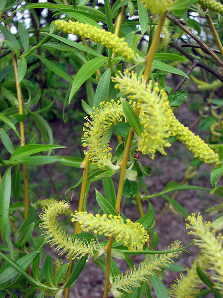 Цвіт верби (Salix L.) фото