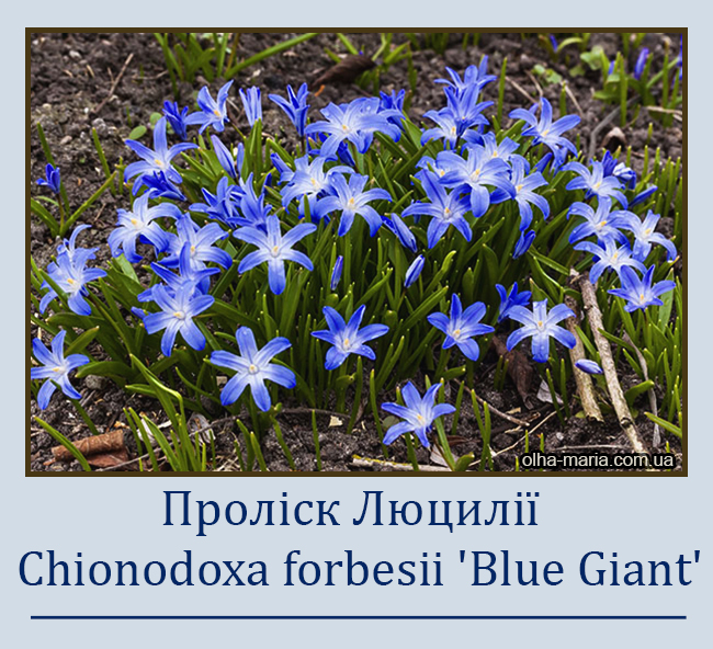 Проліск Люцилії (Scilla luciliae) або Хіонодокс Люцилії (Chionodoxa luciliae)