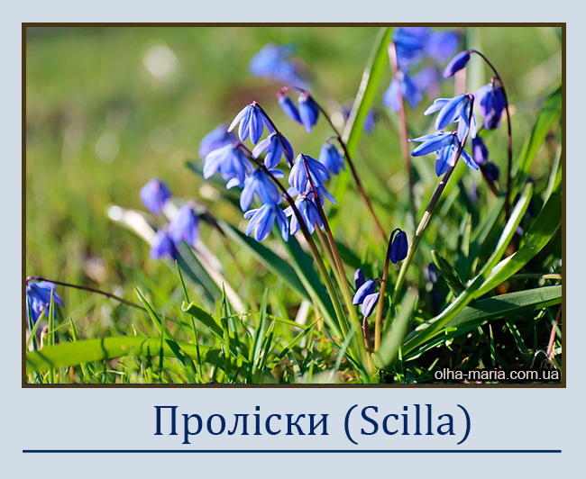 Проліски або проліски пониклі (Scilla) чи проліска сибірська (Scilla siberica)