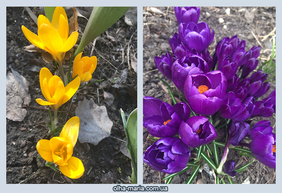 Шафран (Crocus) фото