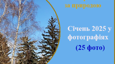 Січень 2025 року. Спостереження за природою / 25 фото