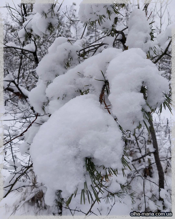 Зимовий ліс краса фото