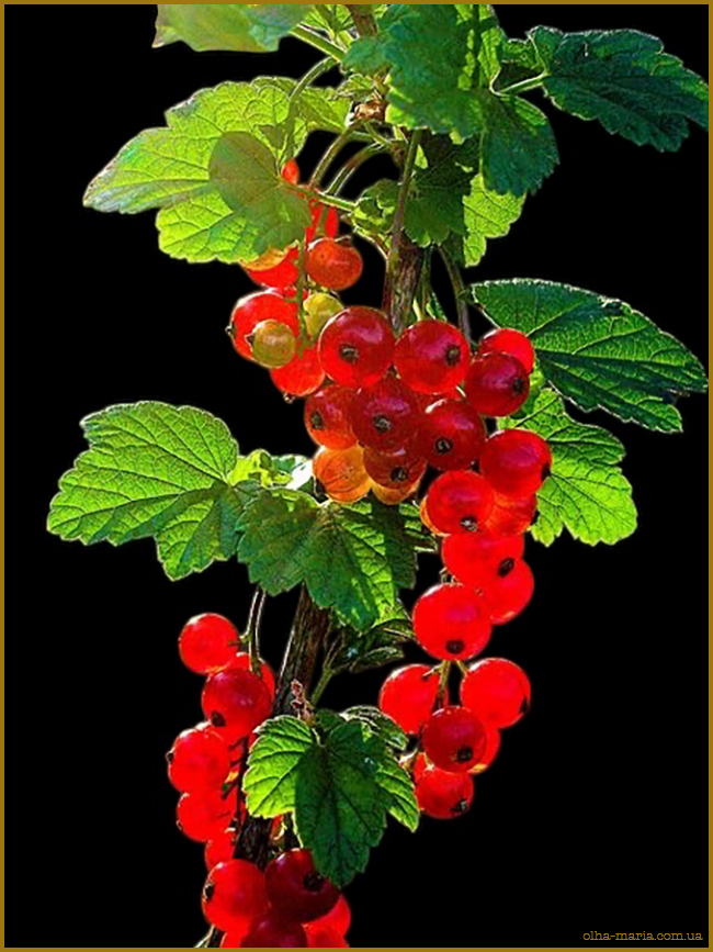 Що буває червоним? Їжа червоного кольору