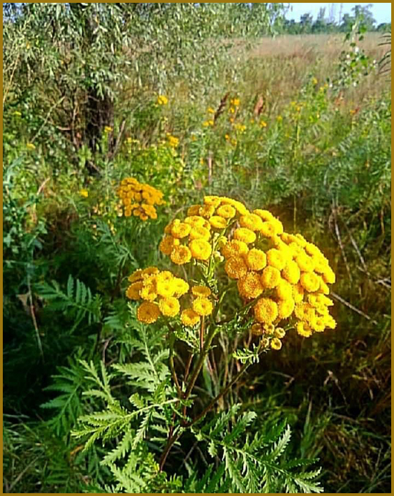 Пижмо звичайне (Tanacetum vulgare L.) Поширення та середовище існування