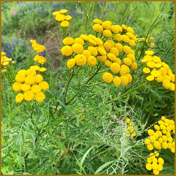 Tanacetum vulgare L. Що лікує пижмо звичайне?