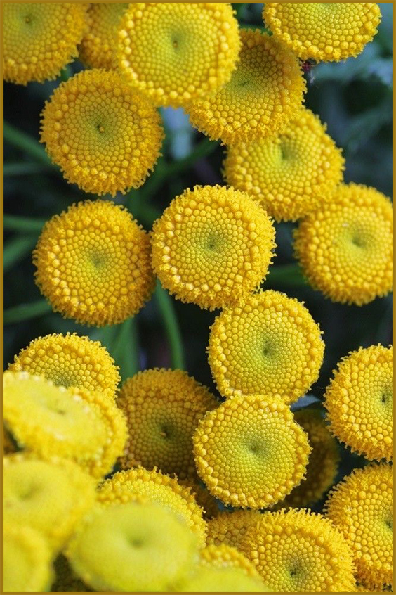 Пижмо звичайне (Tanacetum vulgare L.) Який вигляд мають квітки рослини?