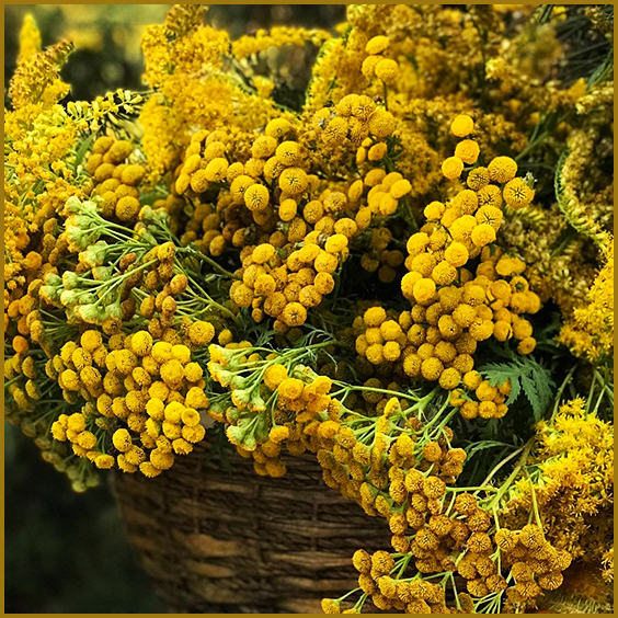 Пижмо звичайне (Tanacetum vulgare L.) Збирання та зберігання 