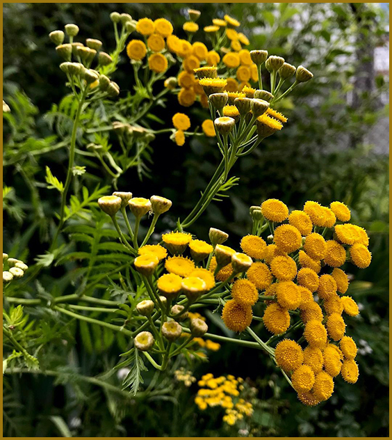 Пижмо звичайне Tanacetum vulgare L. (фото, зображення)