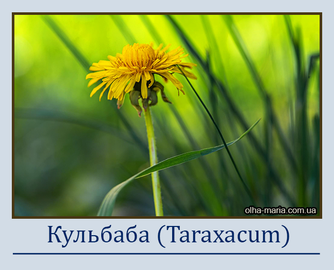 Кульбаба (Taraxacum)