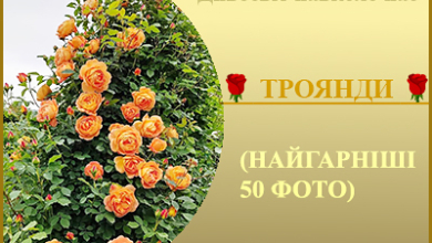 Троянди. Найкращі фотографії квітів.