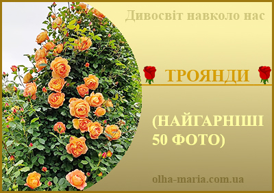 Троянди. Найкращі фотографії квітів.