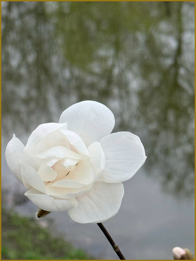 Біла магнолія (Magnolia) розквітла: макрозйомка природи.