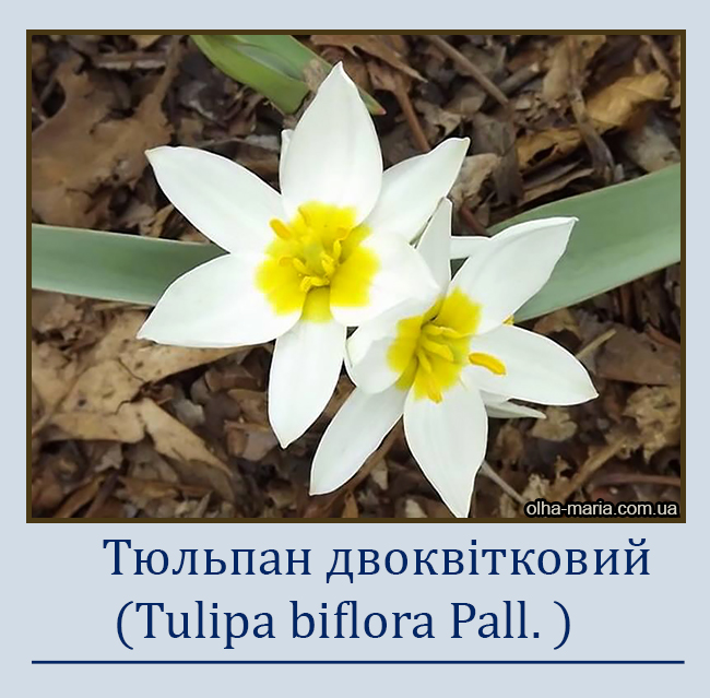 Тюльпан двоквітковий (Tulipa biflora)