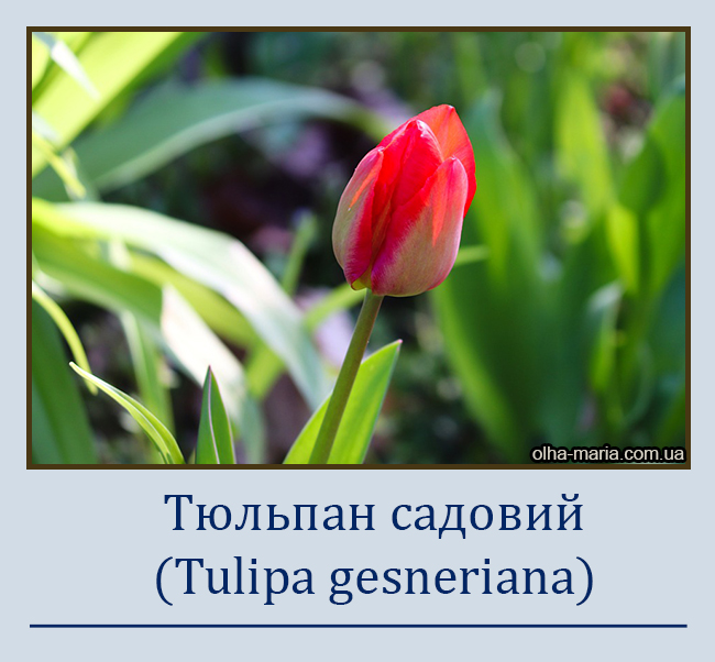 Тюльпан садовий (Tulipa gesneriana)