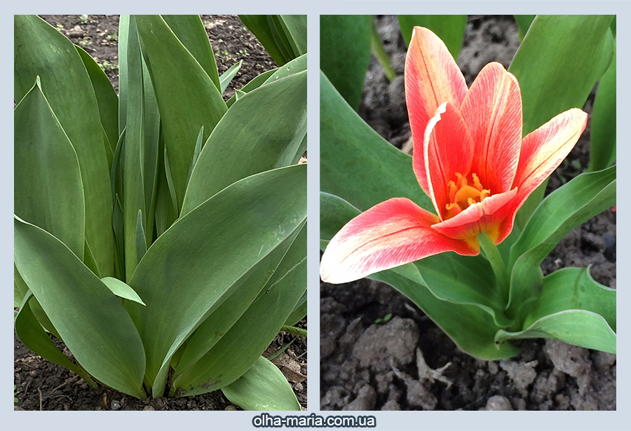 Тюльпан садовий (Tulipa gesneriana) ранньою весною фото