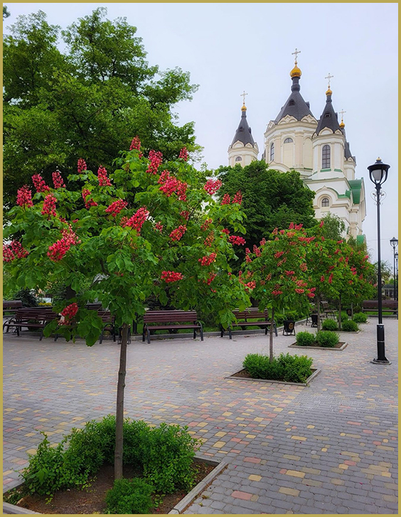 Ukraine in spring. Pink chestnuts