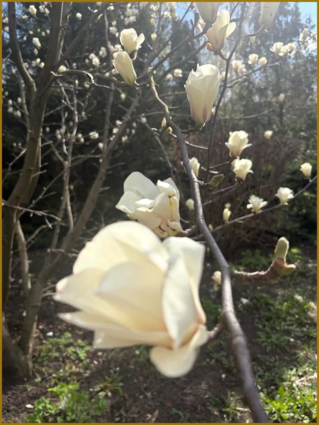 Весняне цвітіння магнолії (фото)