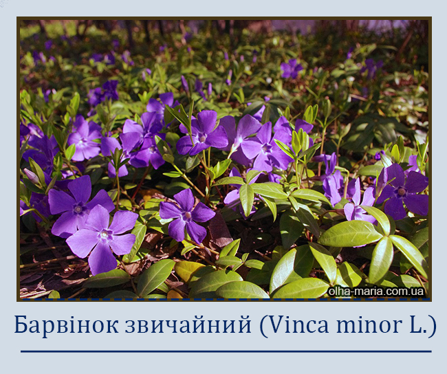 Барвінок звичайний (Vinca minor L.)