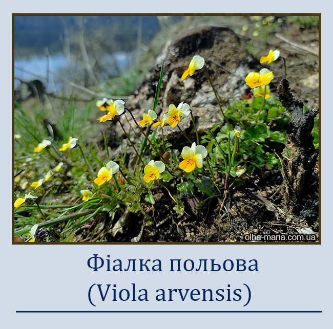 Фіалка польова (Viola arvensis)