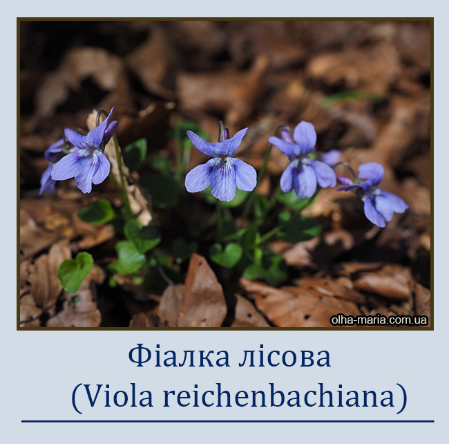 Фіалка лісова (Viola reichenbachiana)