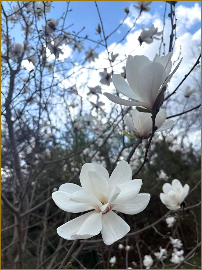 Біла магнолія (фото). Гілка білої магнолії з великими пелюстками