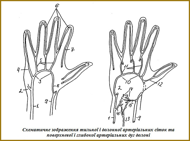 Зображення поверхневих і глибоко артеріальних дуг долоні (схема)