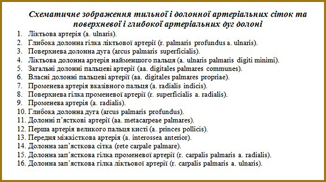 Опис поверхневих і глибоко артеріальних дуг долоні